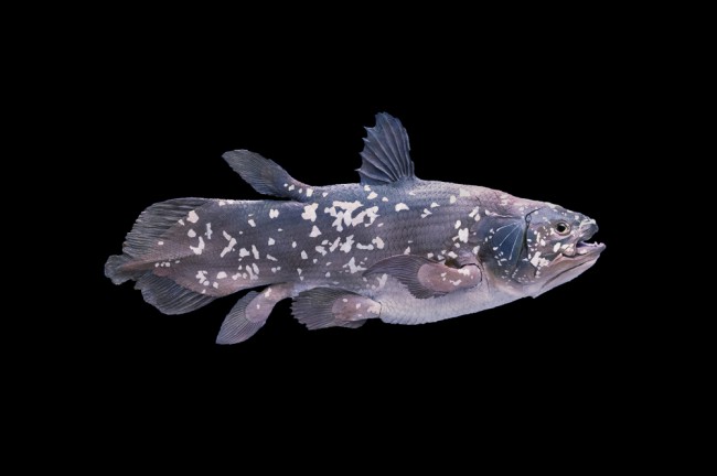 A coelacanth fish which is extremely rare to see by scuba divers and one of many ancient marine species that are endangered