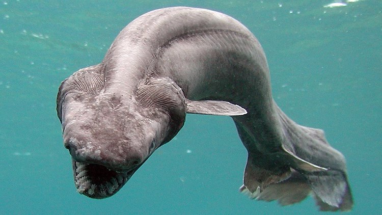 An eel-shaped frilled shark which is an example of a prehistoric marine life species still alive in the ocean today