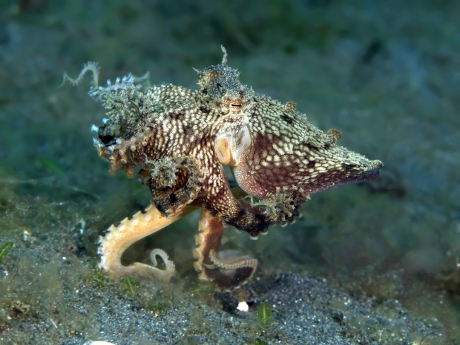 A mimic octopus walking across the seabed at Bull Dog Reef, Kalpitiya, one of the best diving places in Sri Lanka