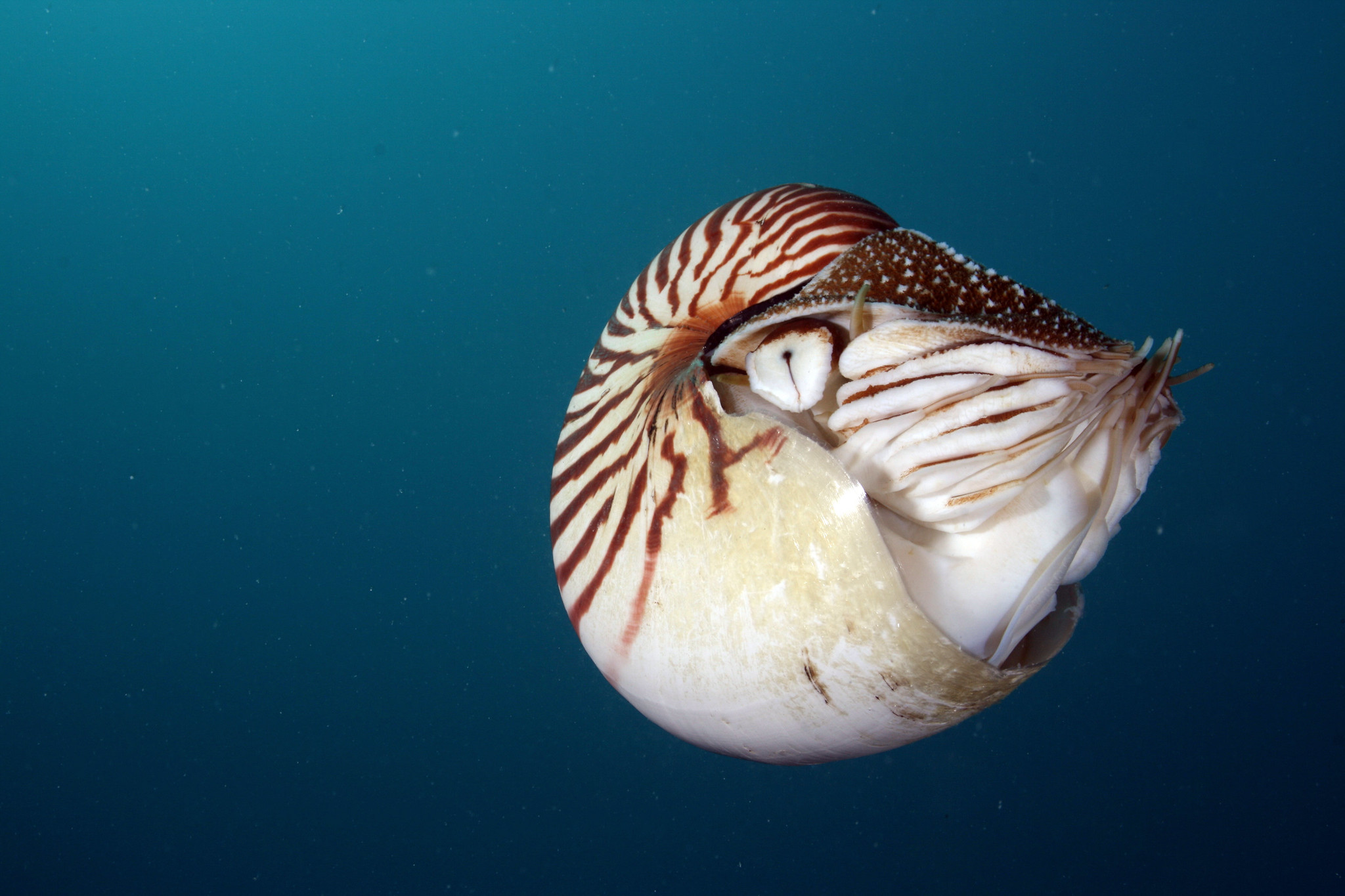 A nautilus swimming in the ocean, one of the oldest prehistoric sea creatures still alive today and now at risk of extinction