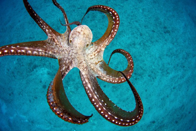 octopus-hawaii