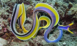 swimming ribbon eel
