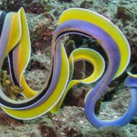 swimming ribbon eel