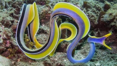 swimming ribbon eel