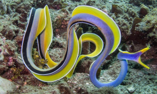 female marine animals - swimming ribbon eel