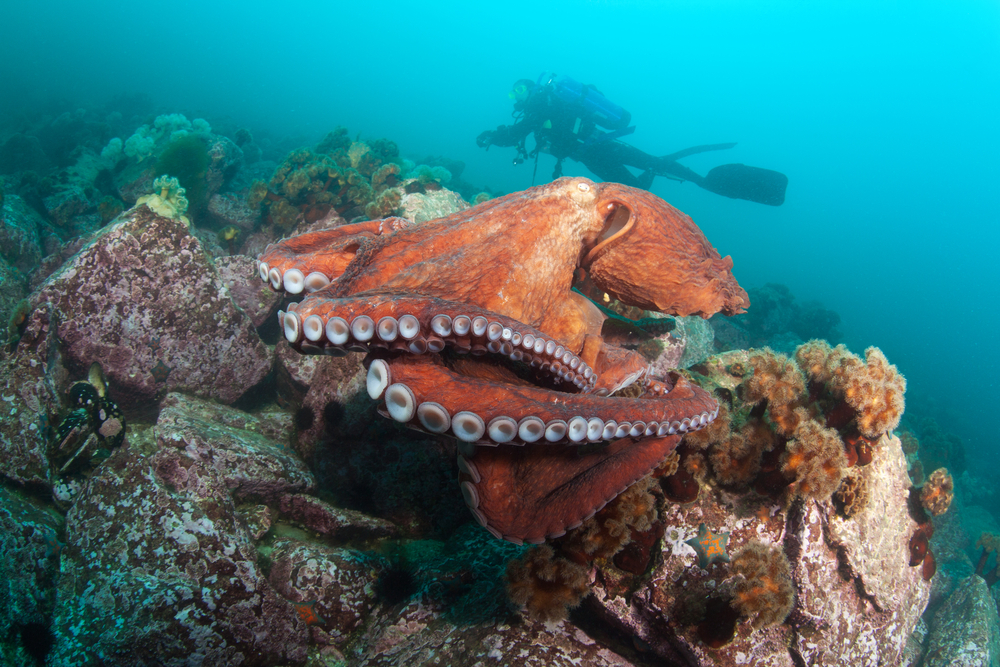 scuba-diver-giant-octopus dofleini-japan-sea-Russia