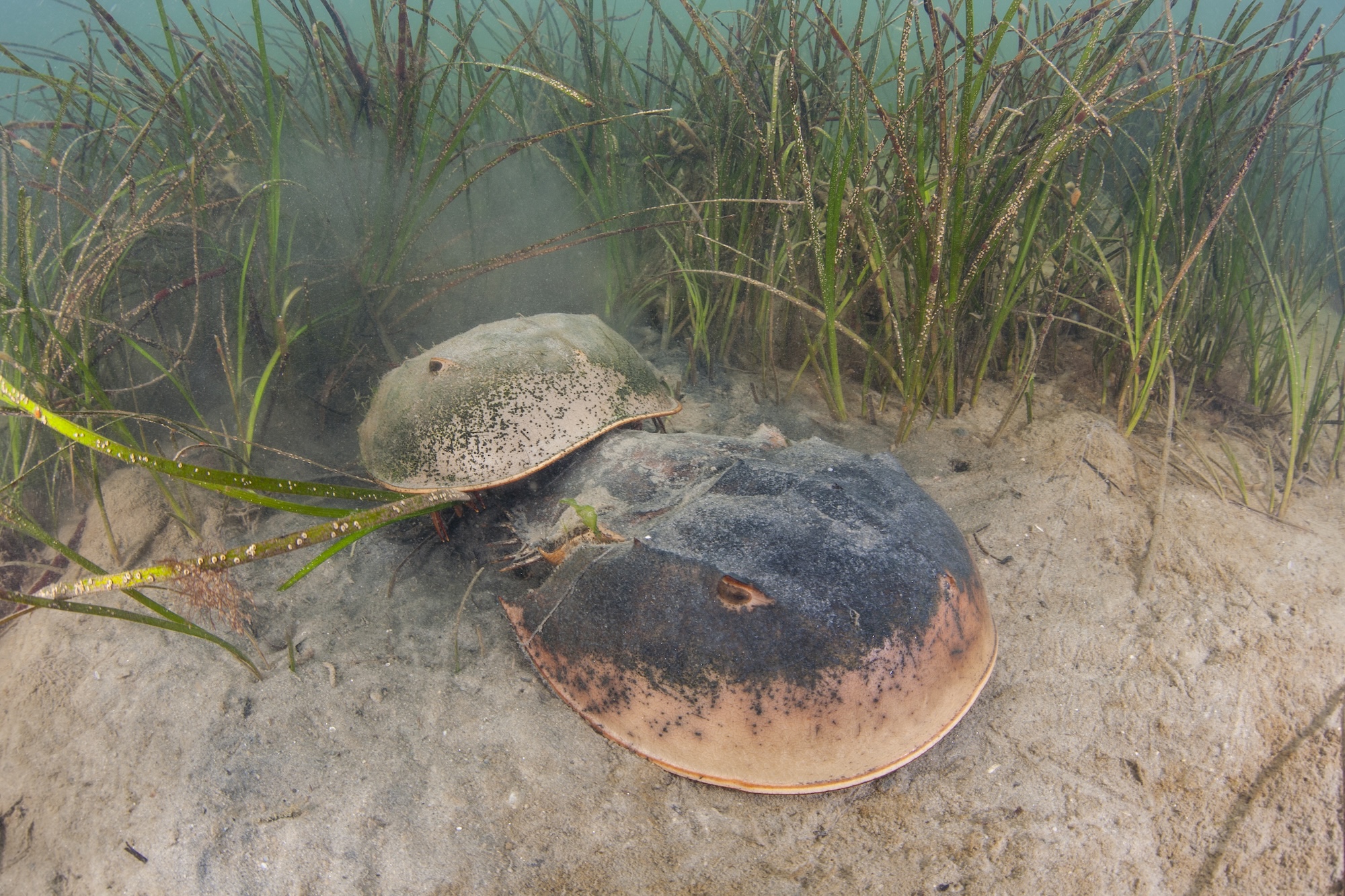 a pair of horseshoe crabs on ocean floor