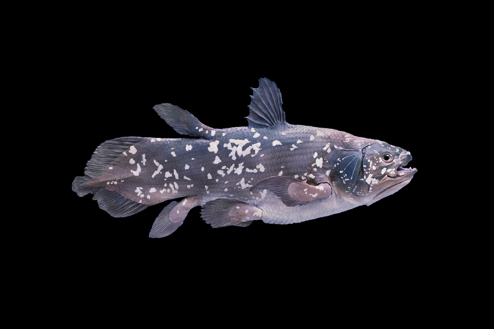 Coelacanth fish on a black background