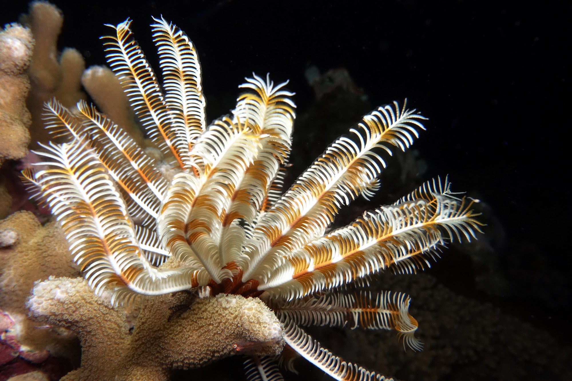 crinoid sea lilly