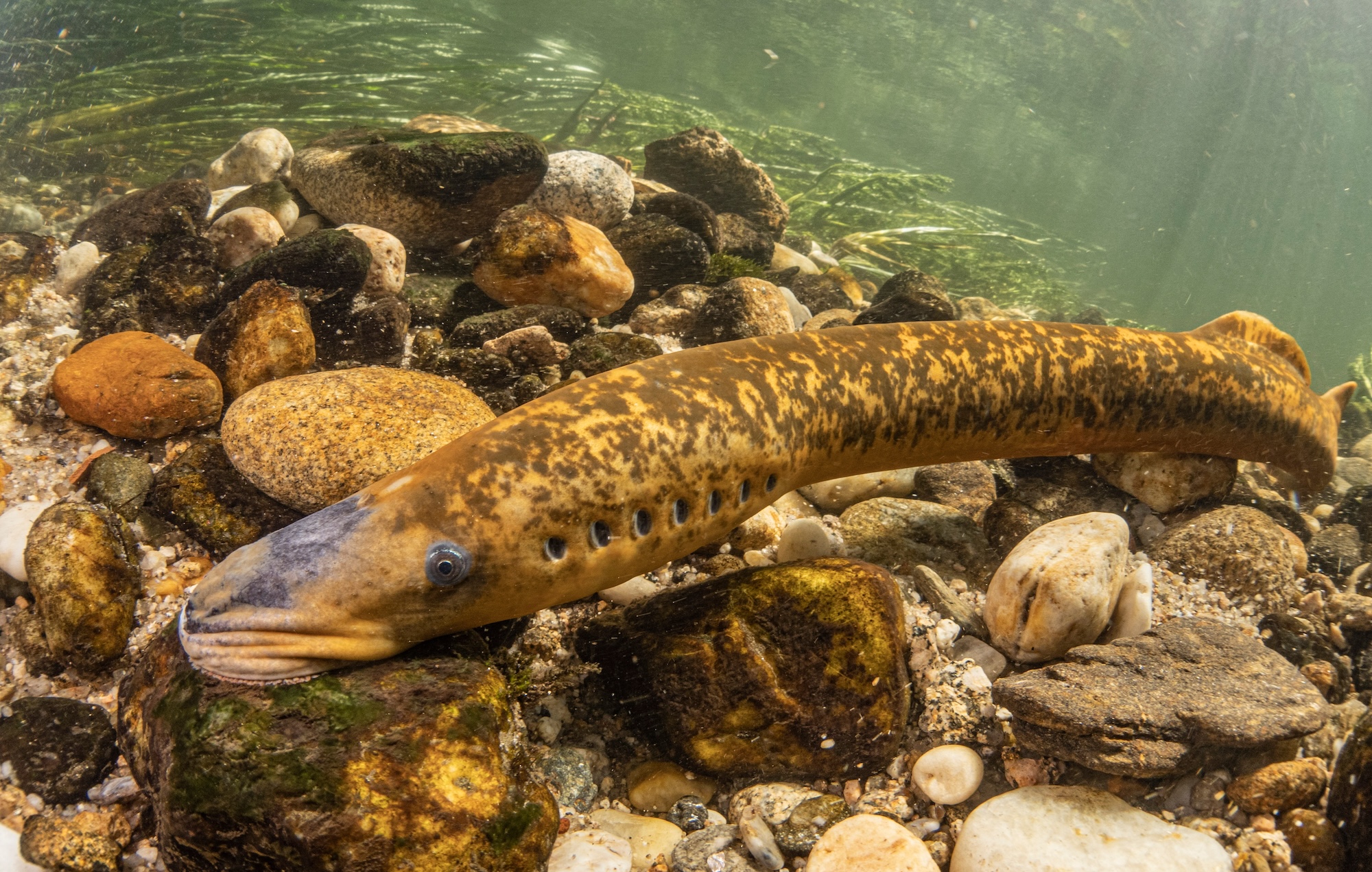 lamprey fish on sea floor