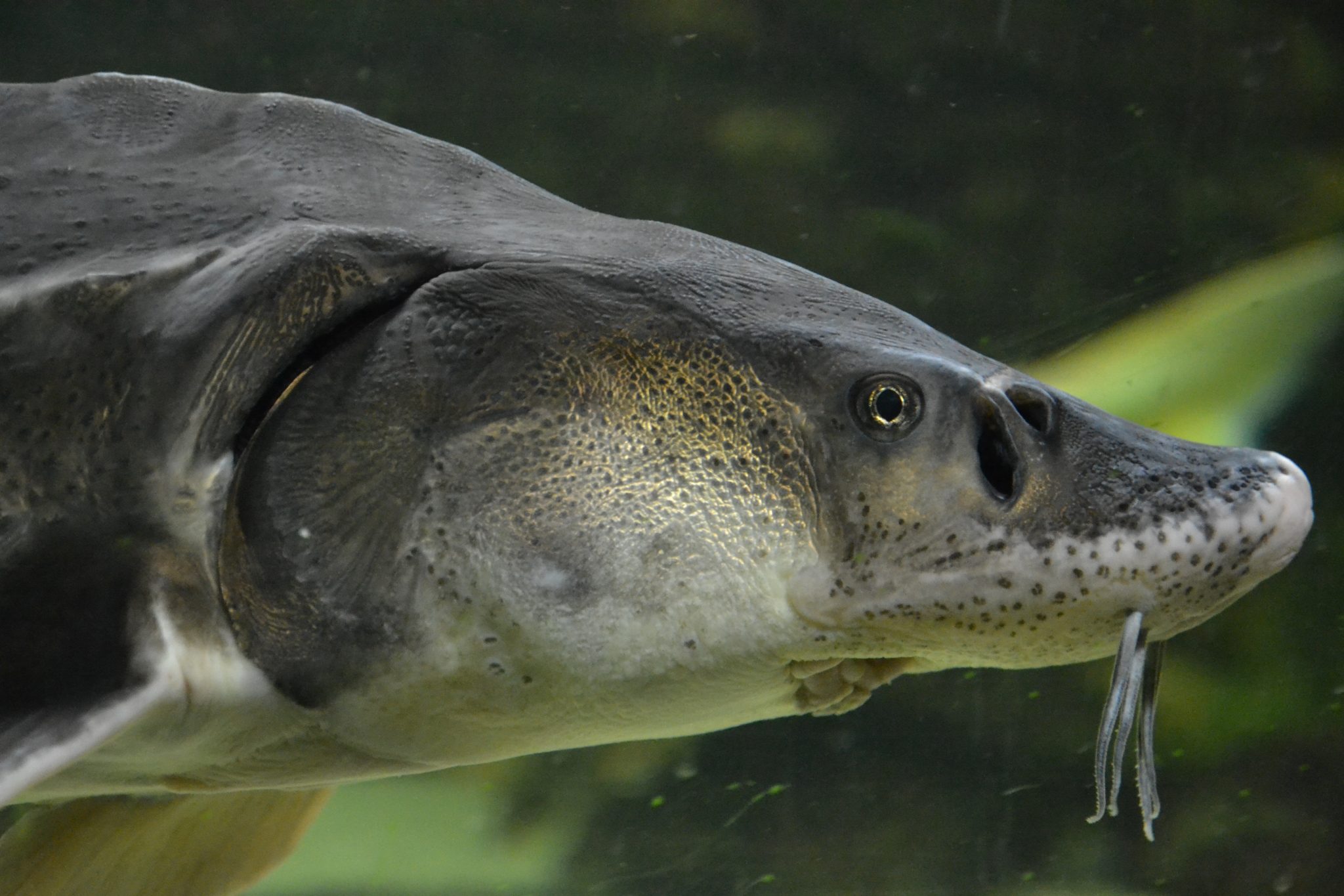 sturgeon close up face