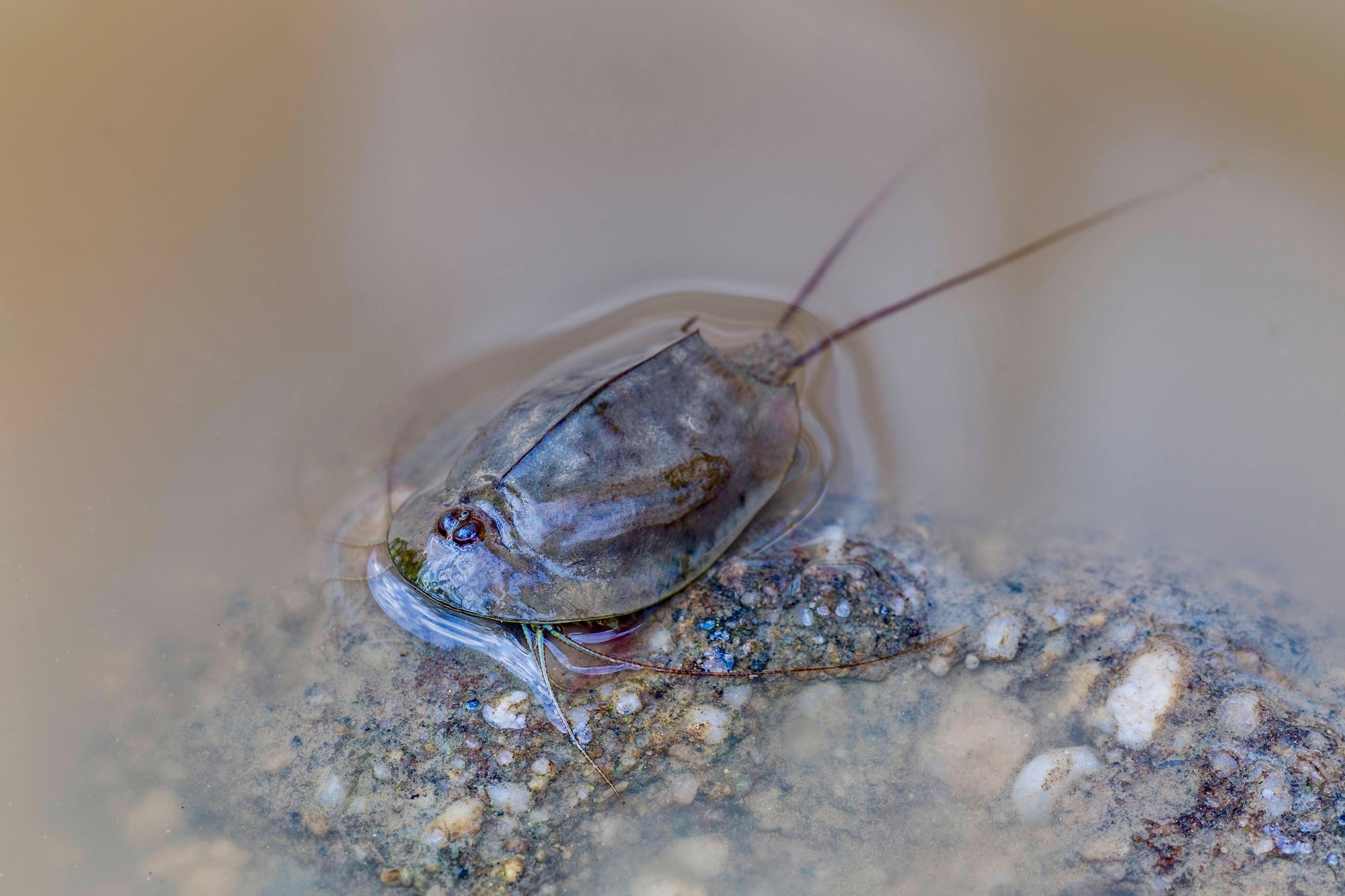 Tadpole Shrimp 