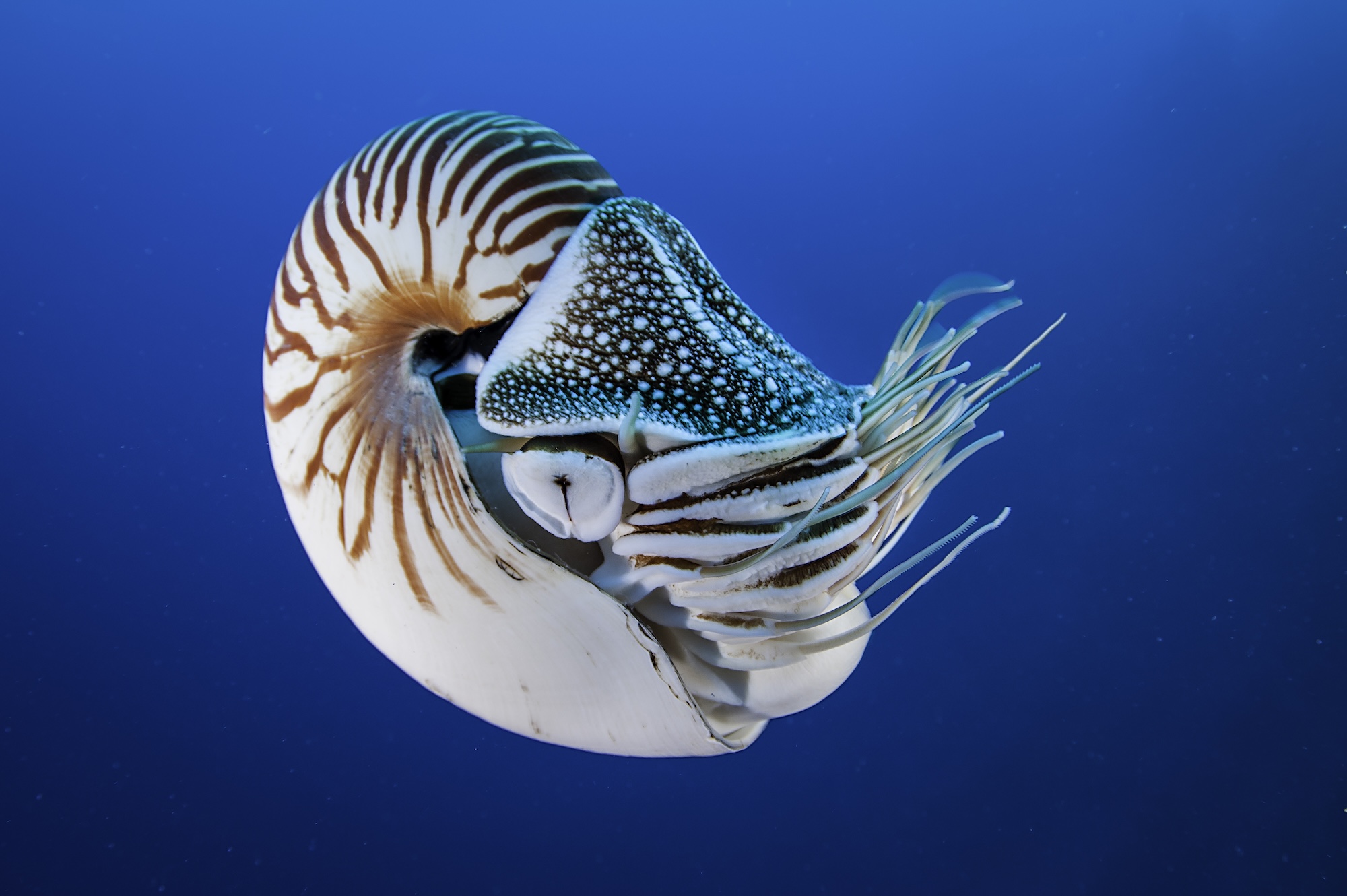 nautilus shell swimming in ocean
