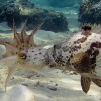 grouper tries to eat squid