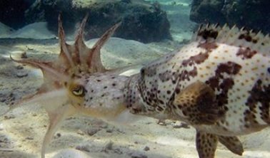 grouper tries to eat squid