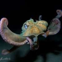 Octopus facts