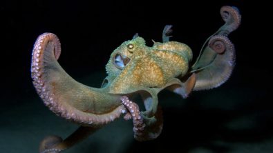 Octopus facts