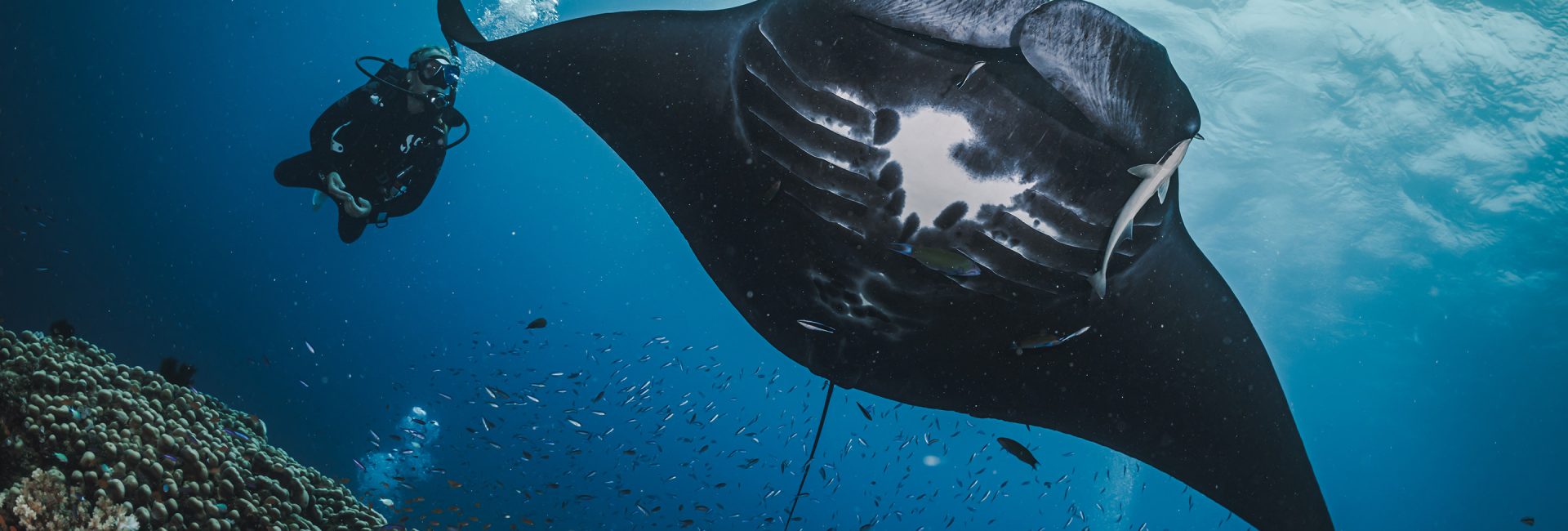 So bewirbst du dich für den Master Scuba Diver-Rang