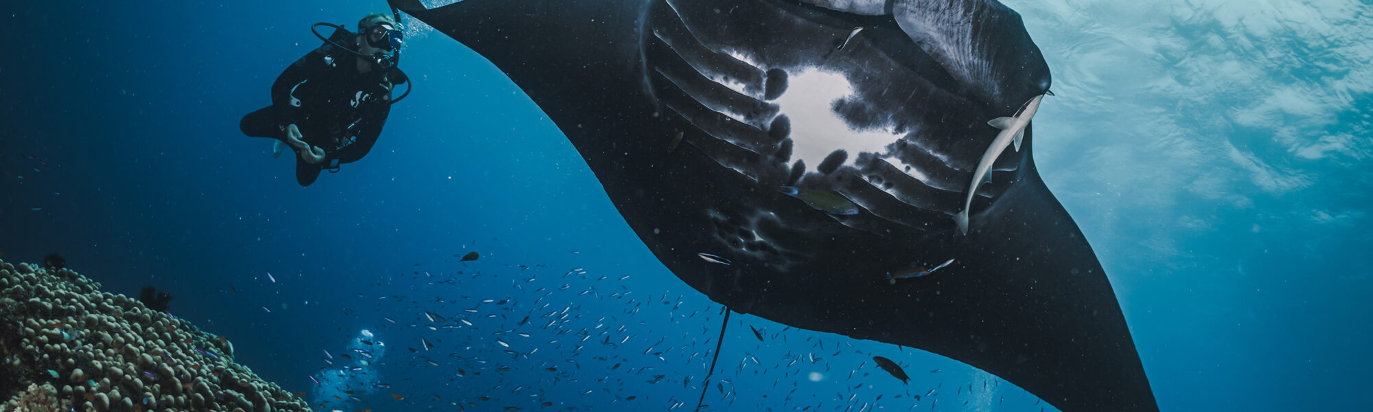 So bewirbst du dich für den Master Scuba Diver-Rang