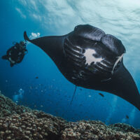 A diver spots a manta ray while diving in Fiji