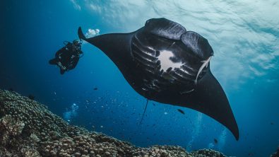 A diver spots a manta ray while diving in Fiji