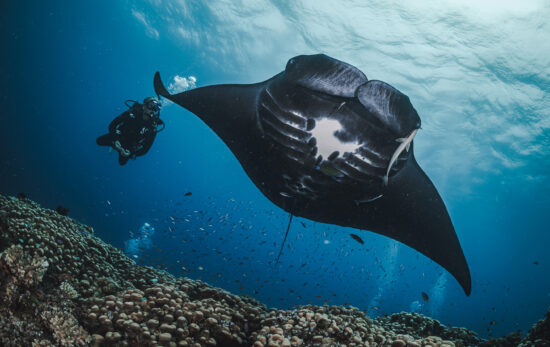 A diver spots a manta ray while diving in Fiji