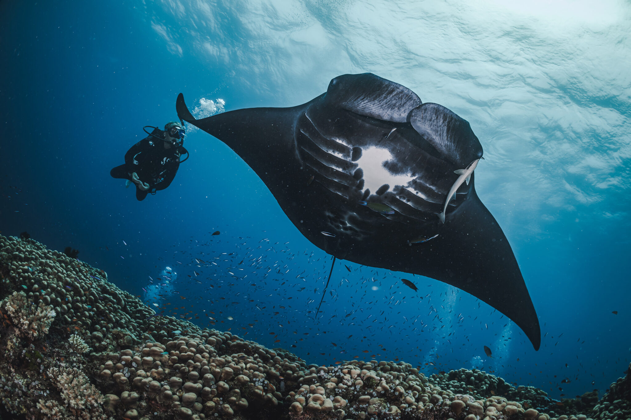 A diver spots a manta ray while diving in Fiji