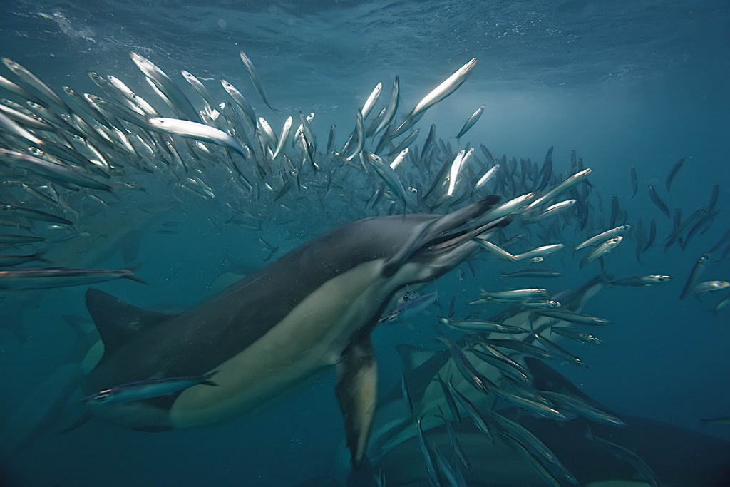 Paul-Cowell-dolphin-scuba