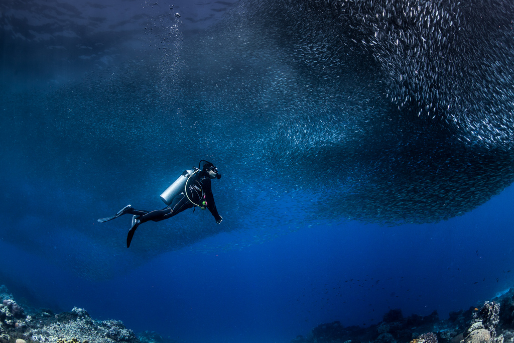 Paul-Cowell-scuba-diving-fish-tornado