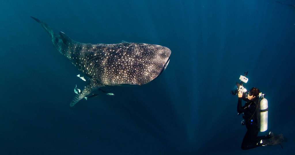 Paul-Cowell-whale-shark-scuba-diving