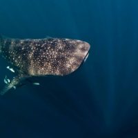 Whale Shark -Paul Cowell
