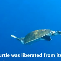 olive-ridley turtles