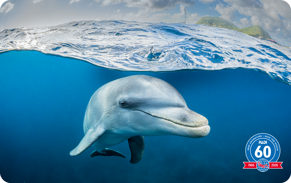 flippin' between two worlds Brevetierungskarte