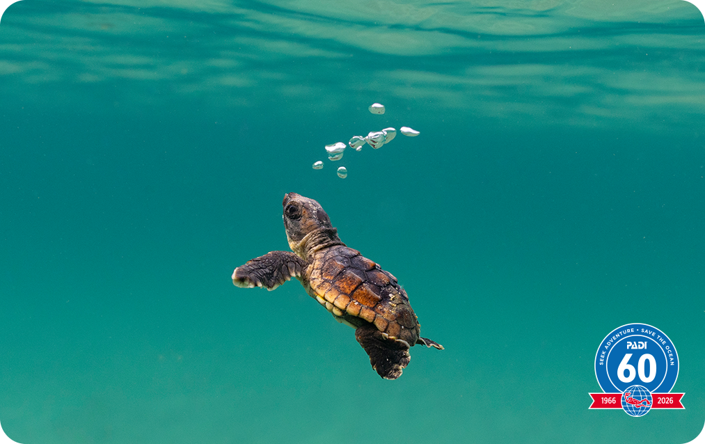 hatchling turtle certification card