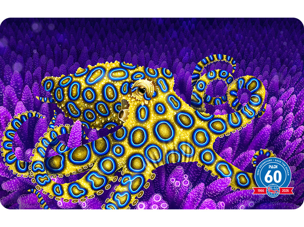 Blue-Ringed Beauty cert card by Francesca Page