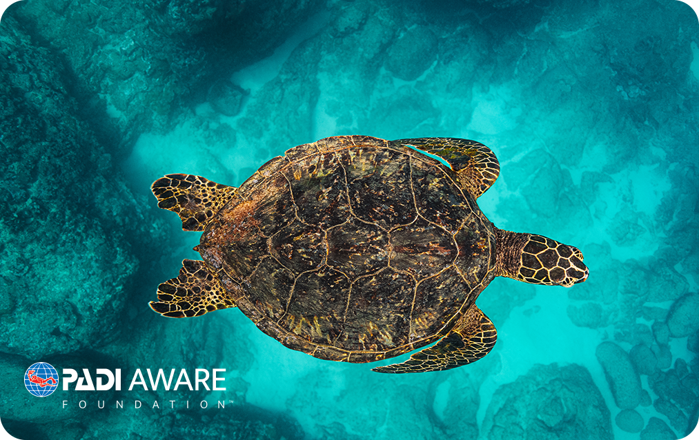Sea turtle PADI Aware new certification card