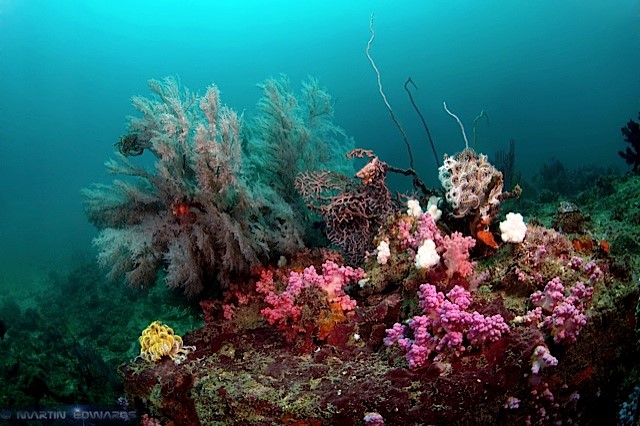Martin-Edwards-coral-reef