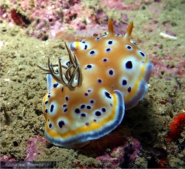 Martin-Edwards-nudibranch