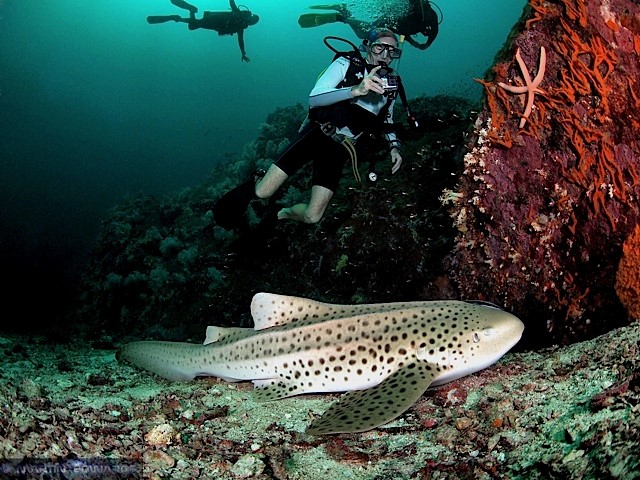 Martin-Edwards-shark-scuba-diving