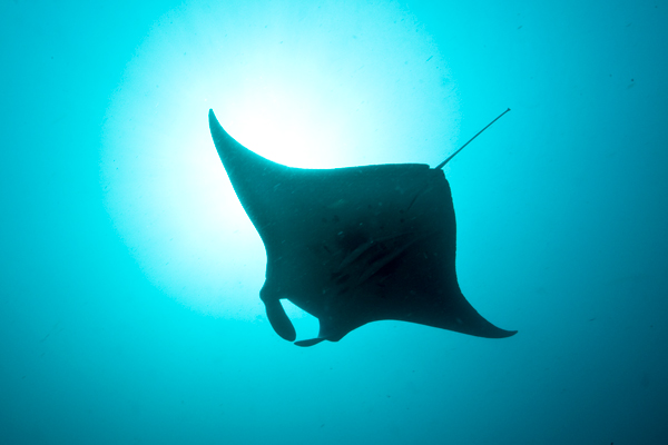 Sun, sand and sharks: Dive the Maldives