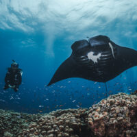 New certification card with manta rays