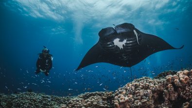 New certification card with manta rays