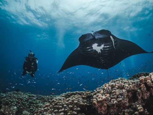 New certification card with manta rays