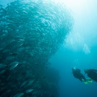 sardine-run