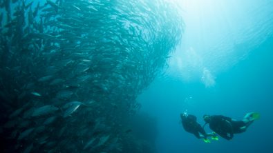 sardine-run