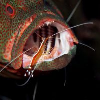 grouper at cleaning station