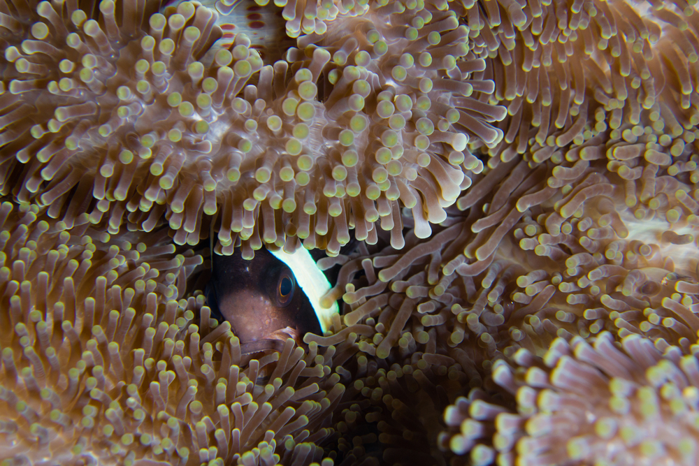 clown-fish-anemone