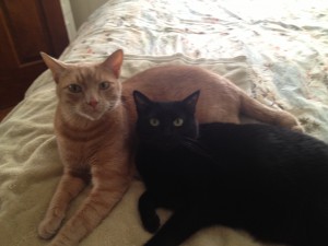Eliot and Zooey Linda's cats PADI Marketing