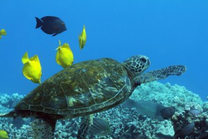 sea turtle at cleaning station