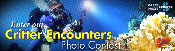 Critter Encounters Contest